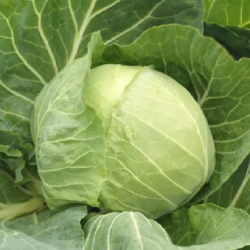 Kapusta Arpad F1 2500 nasion st